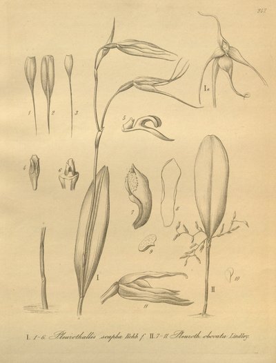 رسم توضيحي لـ Pleurothallis sirene بواسطة هاينريش جوستاف رايشنباخ
